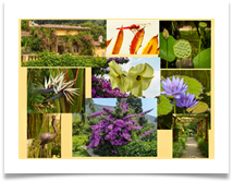 Val Rahmeh-Menton Botanical Garden - Carol Sparkes